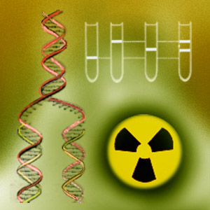 DNAのはしごは全体をコピーするための鋳型となります。