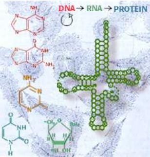 RNAはDNAとタンパク質の間を仲介します。